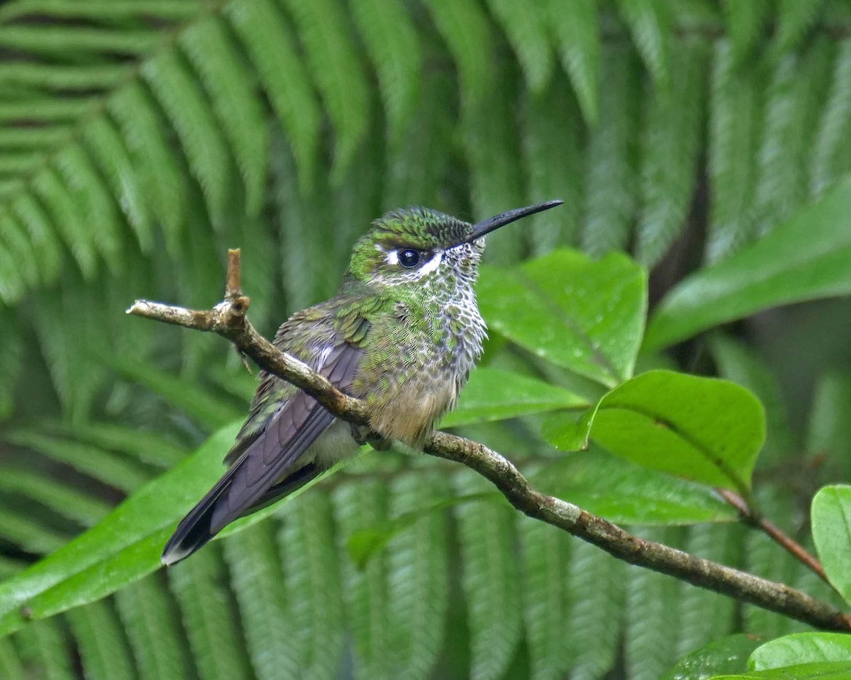 Violet-fronted Brilliant - ML205806271