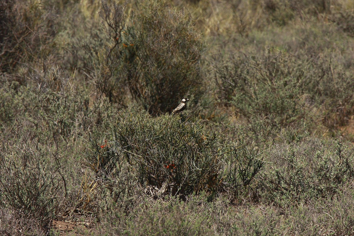 Gray-backed Sparrow-Lark - ML205806791