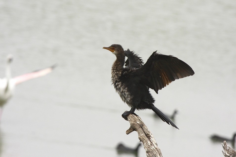 Reed Cormorant - ML205807001
