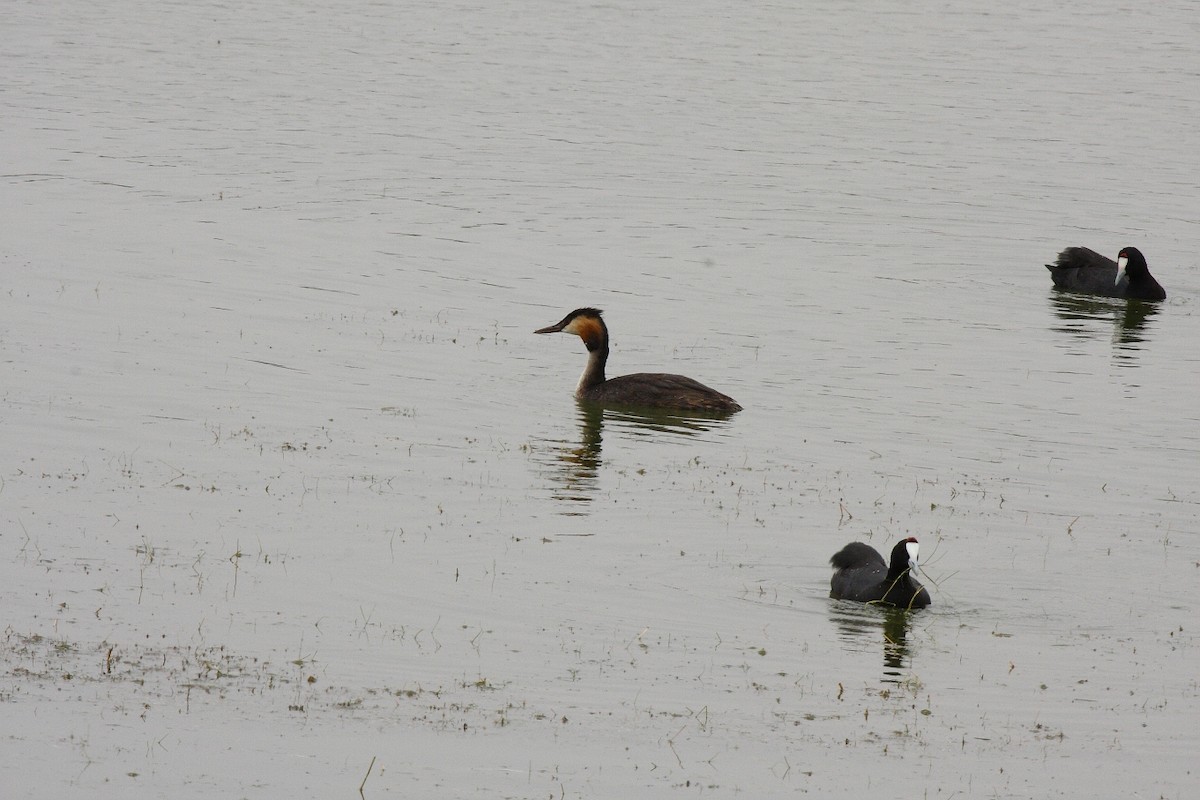 Great Crested Grebe - Loutjie Steenberg