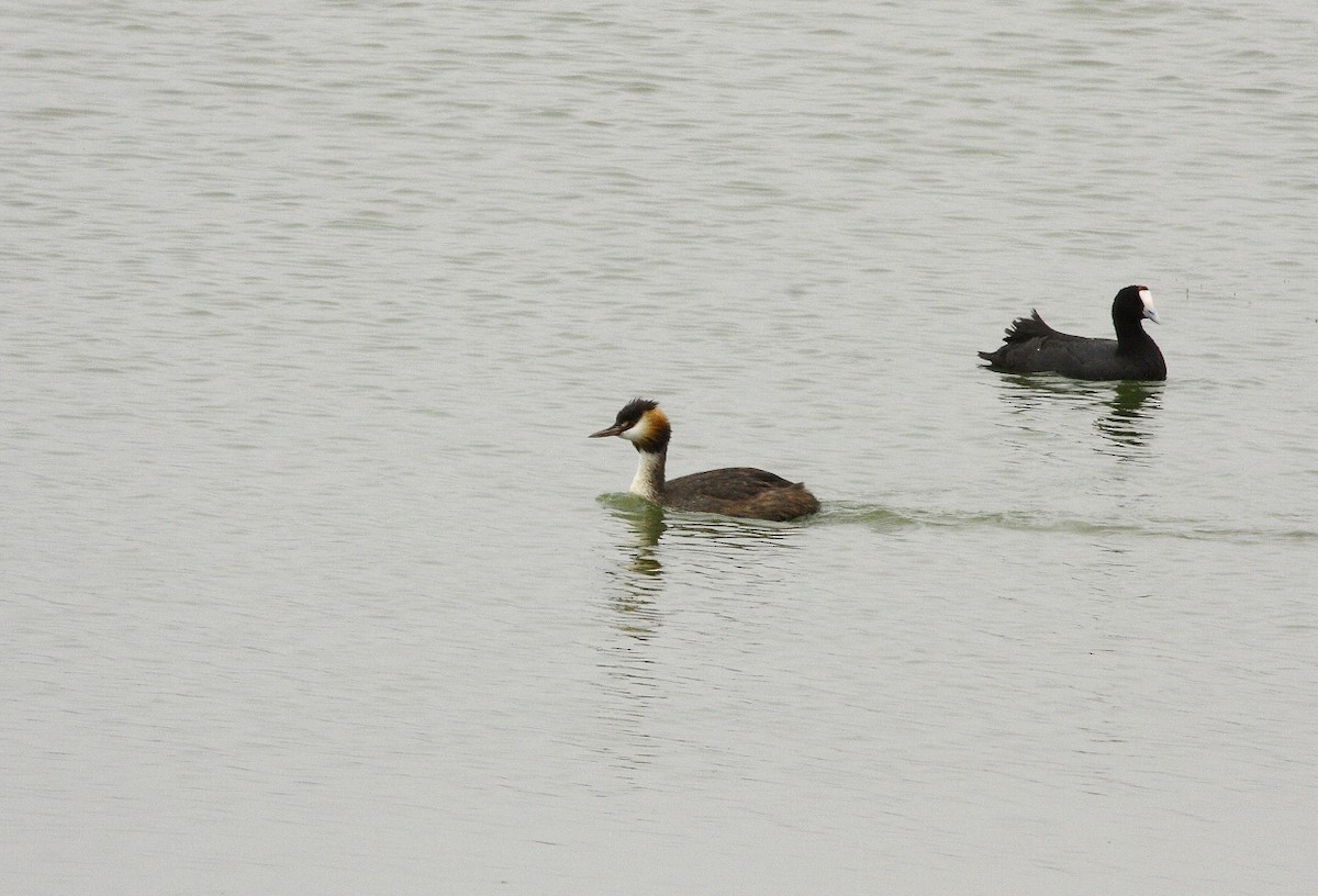 Great Crested Grebe - Loutjie Steenberg