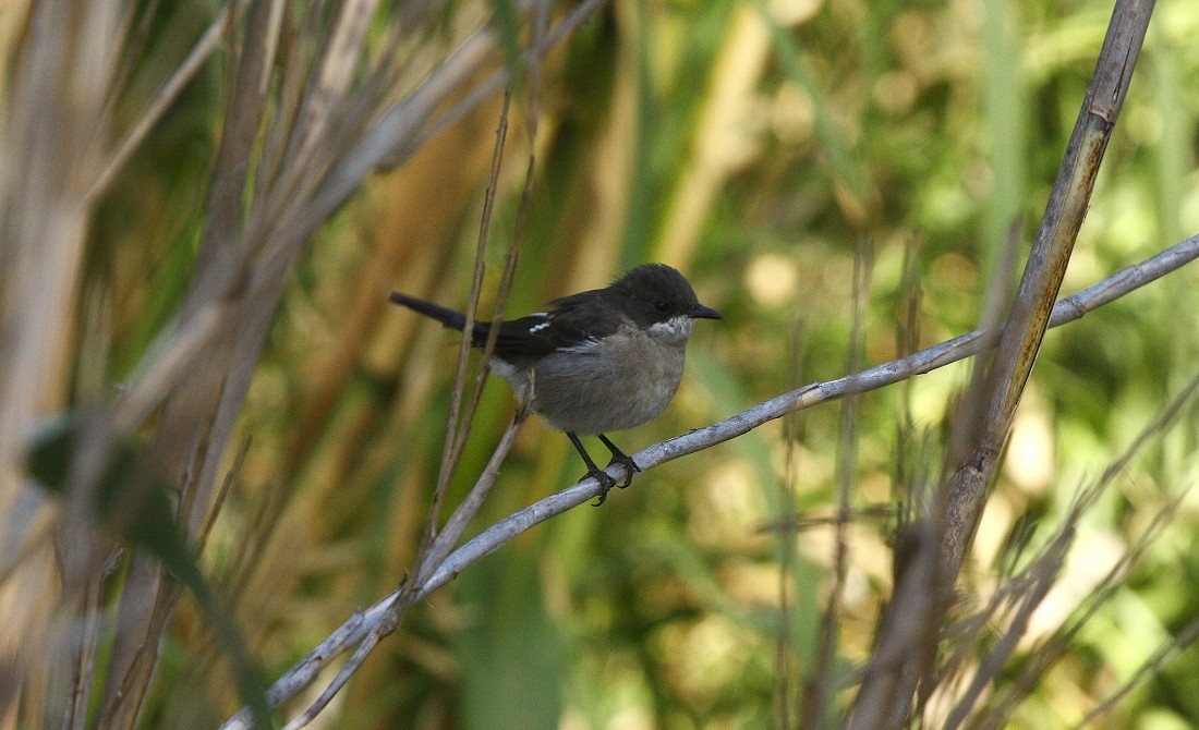 Papamoscas Fiscal - ML205807201