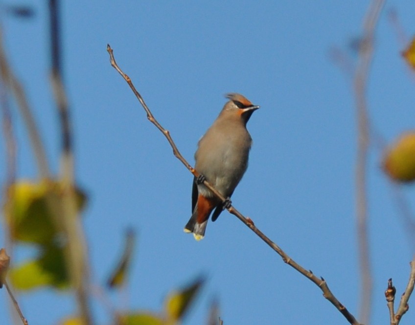 Bohemian Waxwing - ML20580721