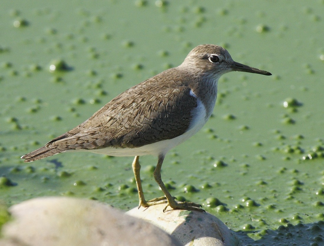 Common Sandpiper - Loutjie Steenberg