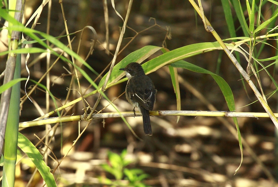 Fiscal Flycatcher - ML205807221