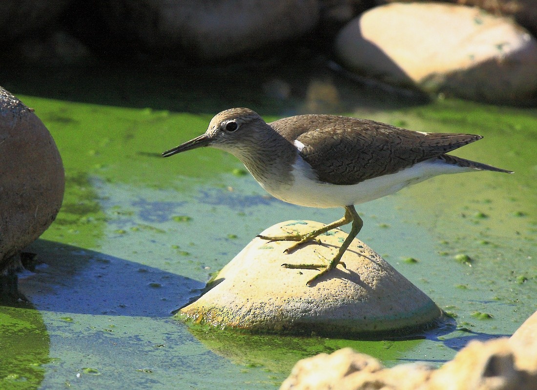 Common Sandpiper - ML205807231