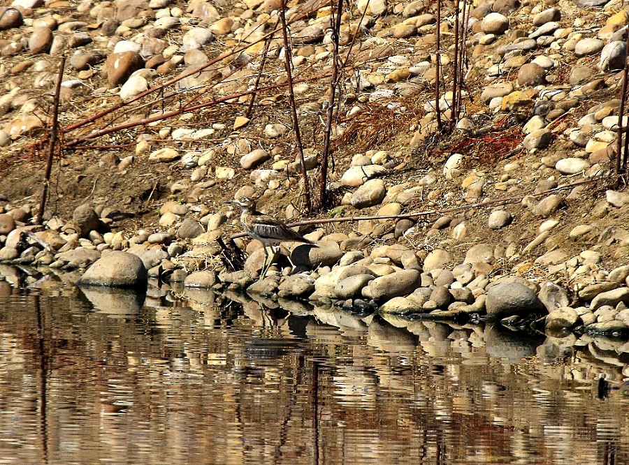 Water Thick-knee - ML205807241