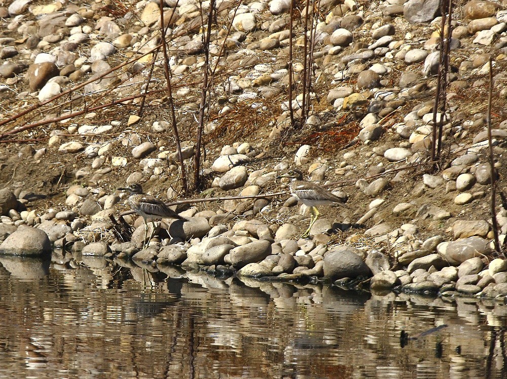 Water Thick-knee - ML205807251