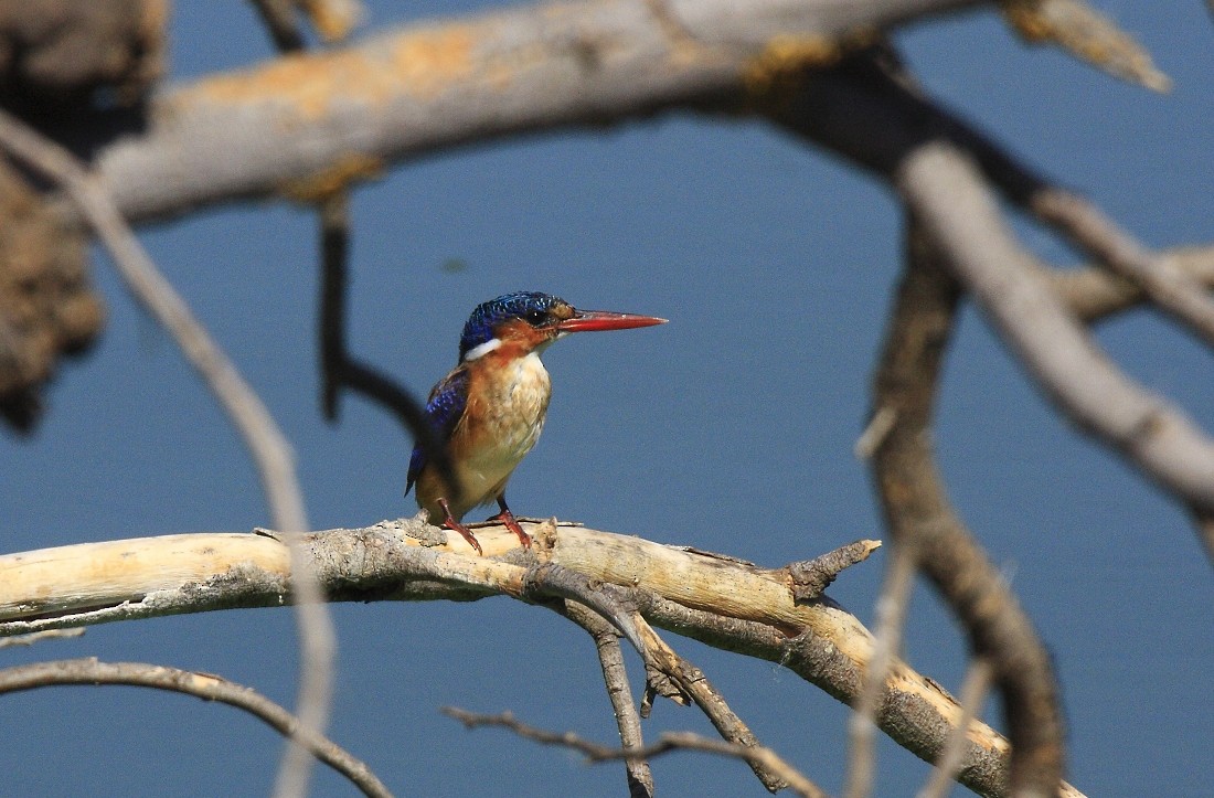 Malachite Kingfisher (Mainland) - ML205807261