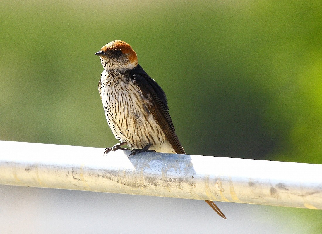 Golondrina Cabecirrufa - ML205807271