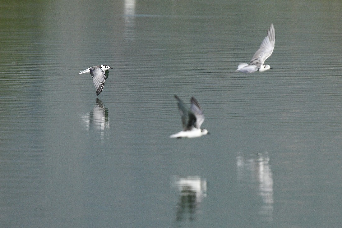 Guifette leucoptère - ML205807301