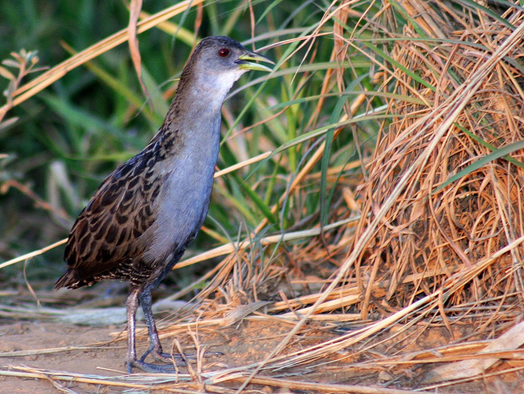 Ash-throated Crake - ML205807351