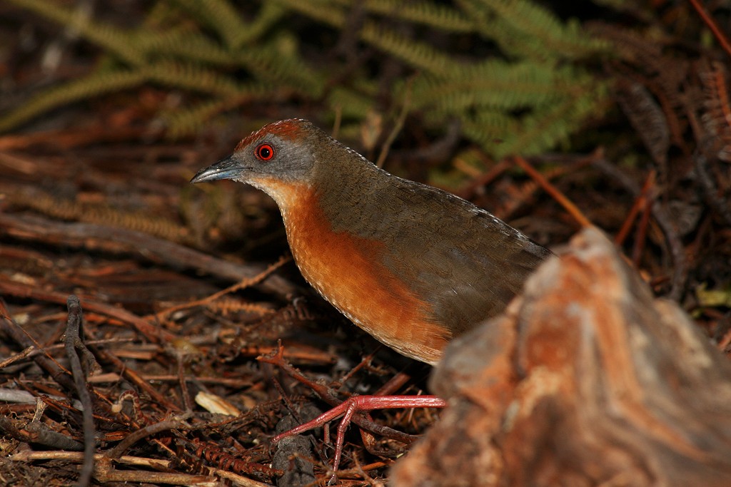 Russet-crowned Crake - ML205807371
