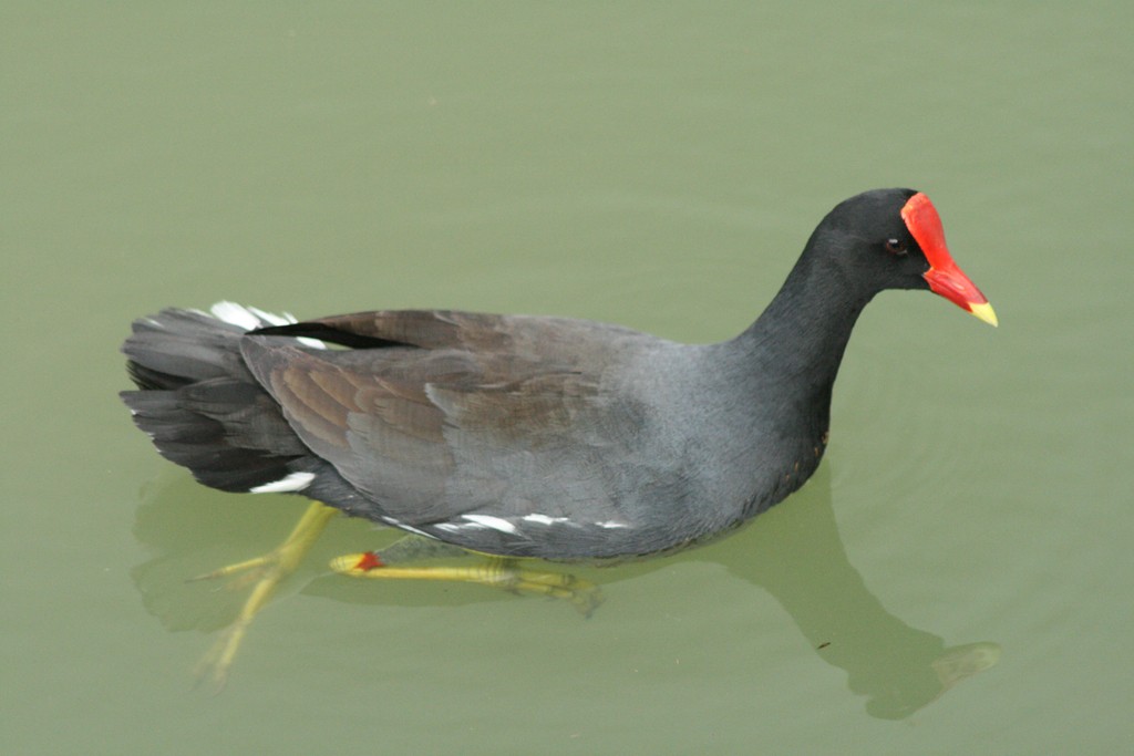 Common Gallinule (American) - ML205807381