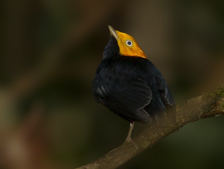 Golden-headed Manakin - ML205807431