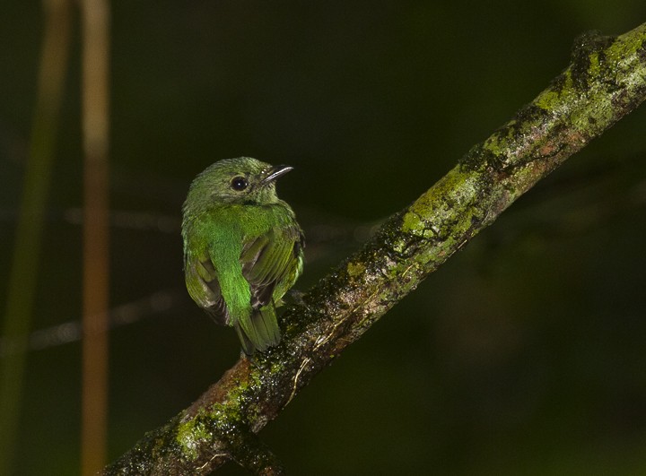White-fronted Manakin - ML205807451