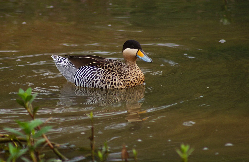 Silver Teal - ML205807541