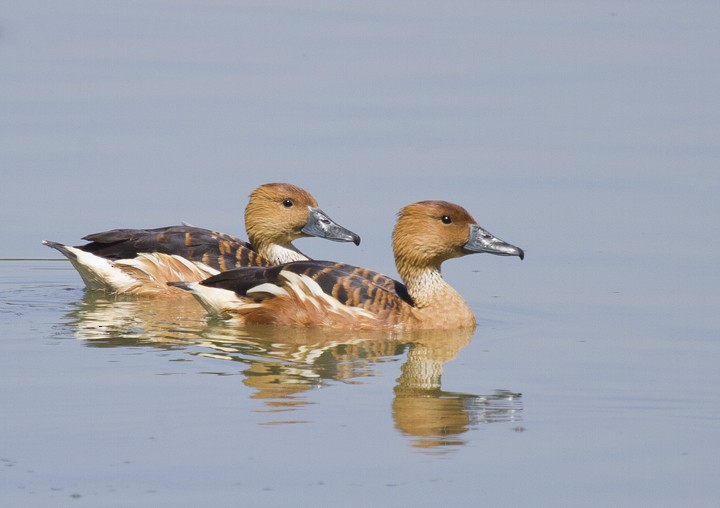 Fulvous Whistling-Duck - Bruno Salaroli