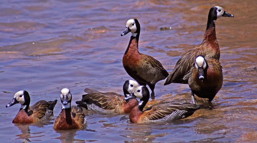 White-faced Whistling-Duck - ML205807591