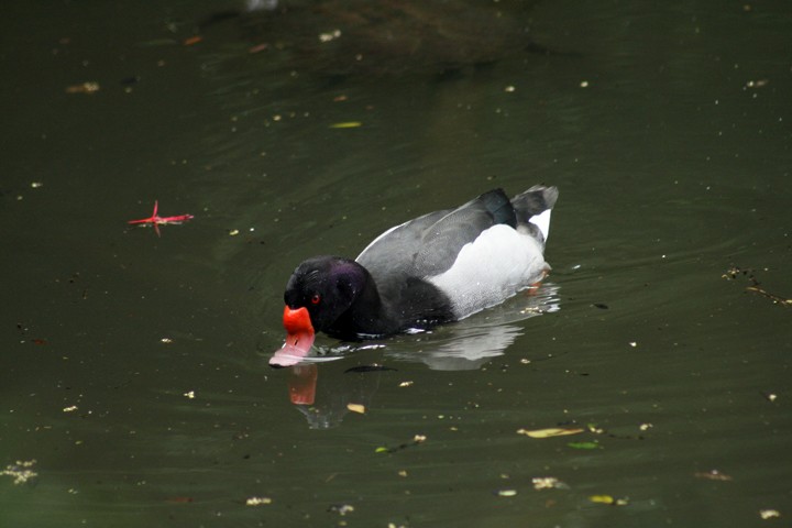 Rosy-billed Pochard - Bruno Salaroli