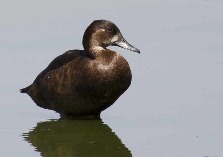 Southern Pochard - ML205807621