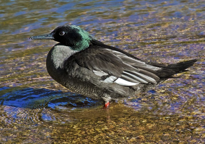 Brazilian Merganser - ML205807641