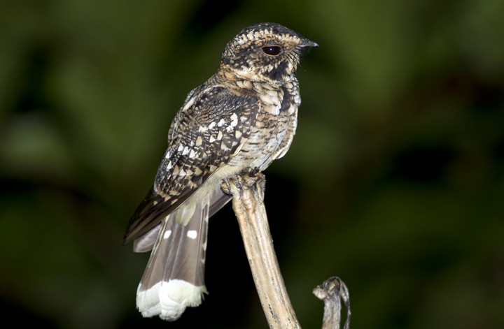 Spot-tailed Nightjar - ML205807731