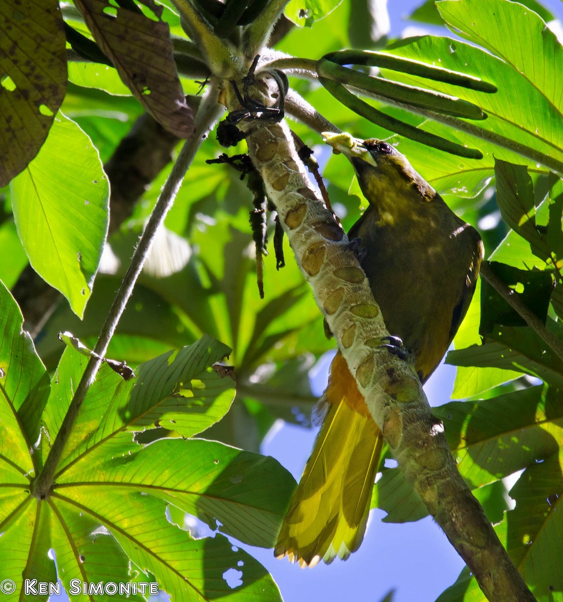 Dusky-green Oropendola - ML205807791