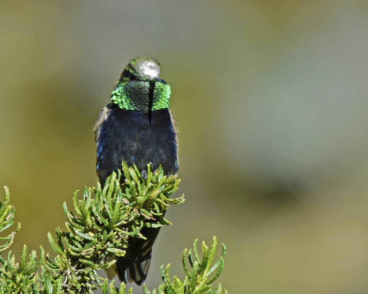Black-breasted Hillstar - ML205808541