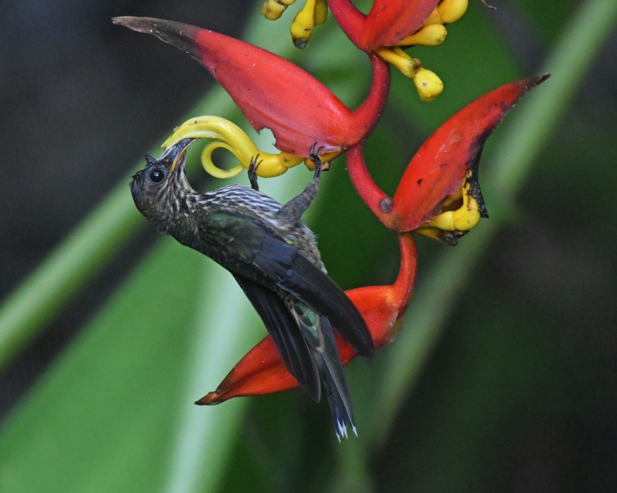 White-tipped Sicklebill - Tini & Jacob Wijpkema