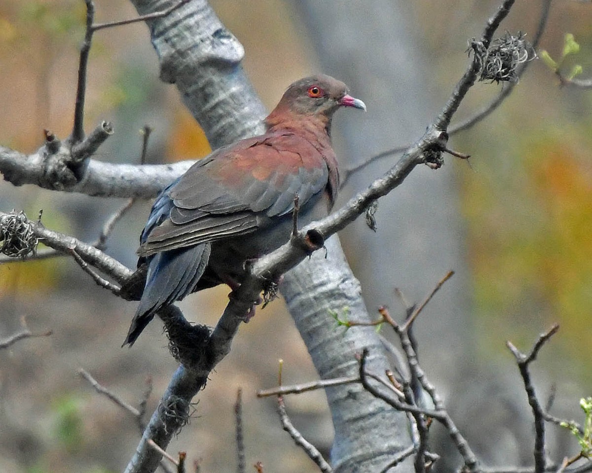 Peruvian Pigeon - Tini & Jacob Wijpkema
