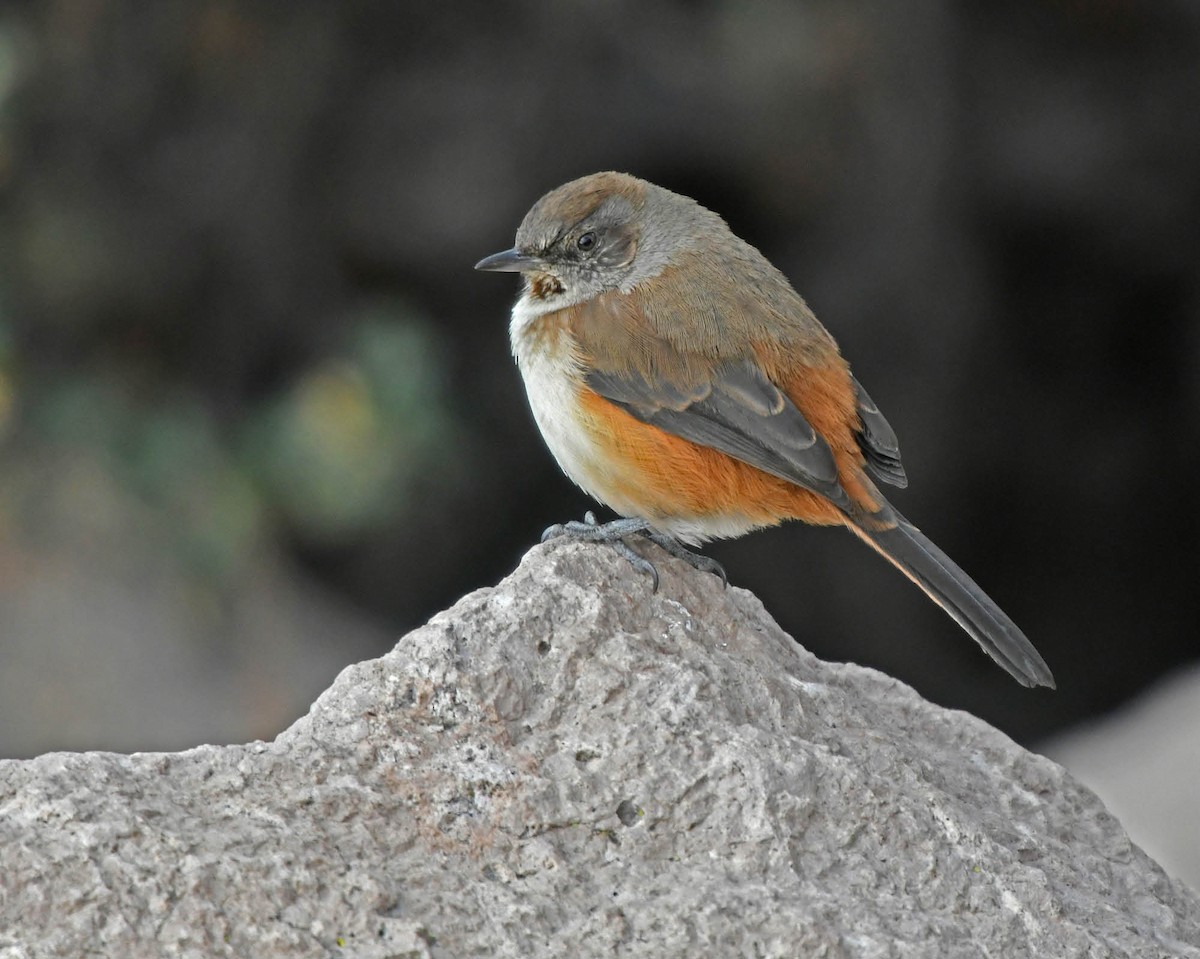 Creamy-breasted Canastero (Dark-winged) - ML205808951