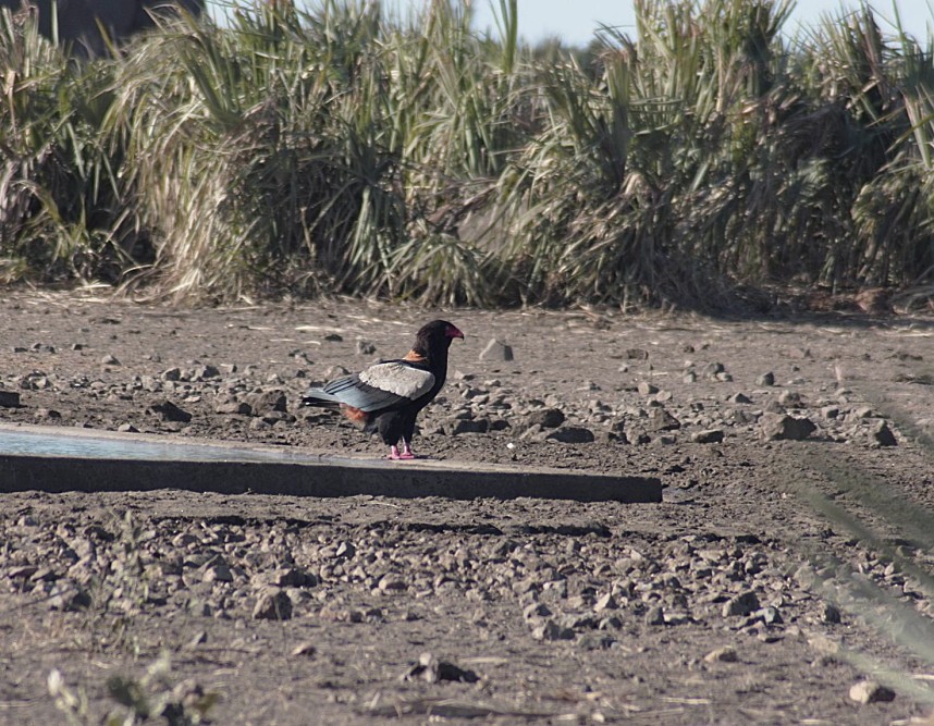 Bateleur - ML205809201