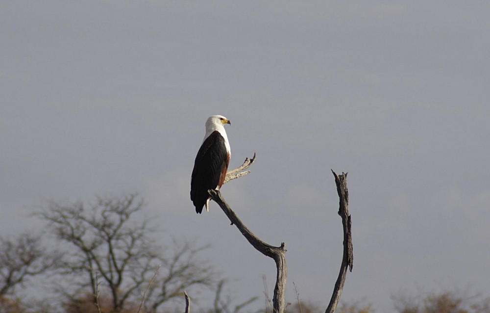African Fish-Eagle - ML205809211