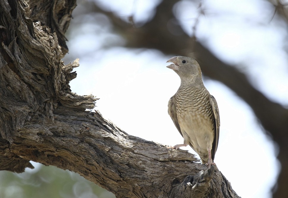 Red-headed Finch - Loutjie Steenberg