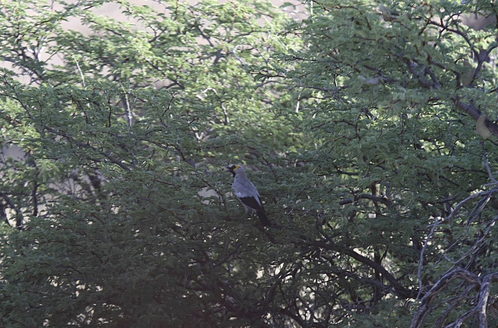 Wattled Starling - ML205809451