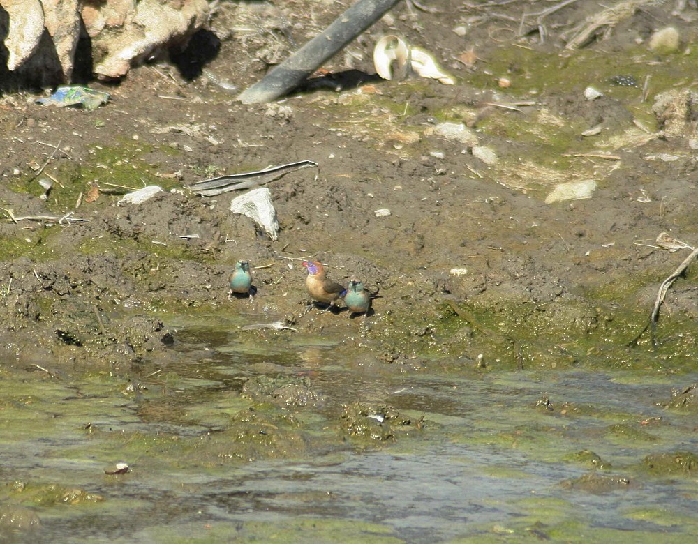 Violet-eared Waxbill - ML205809511