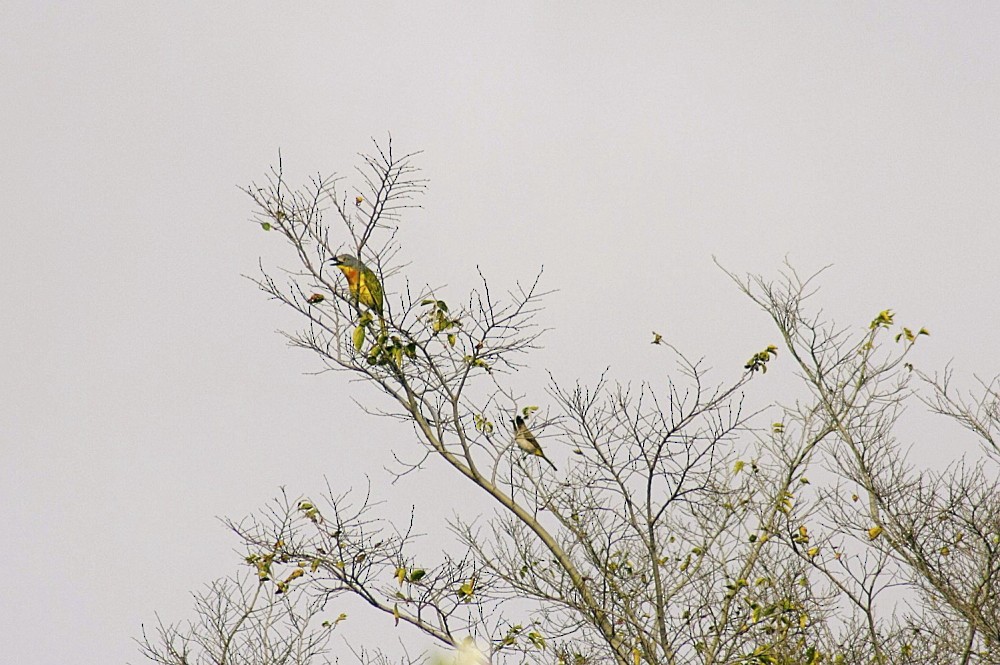 Gray-headed Bushshrike - ML205809551