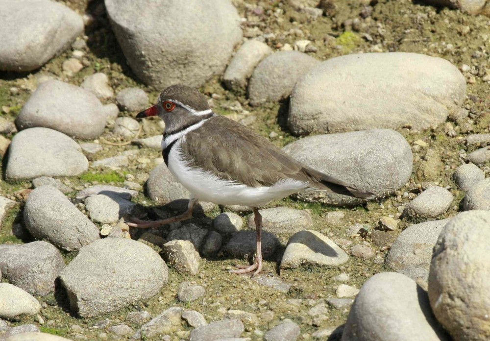 Dreiband-Regenpfeifer (tricollaris) - ML205809681