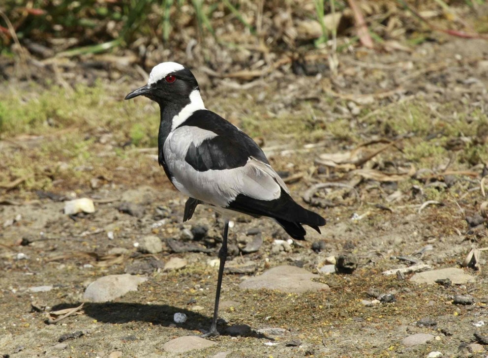 Blacksmith Lapwing - ML205809701