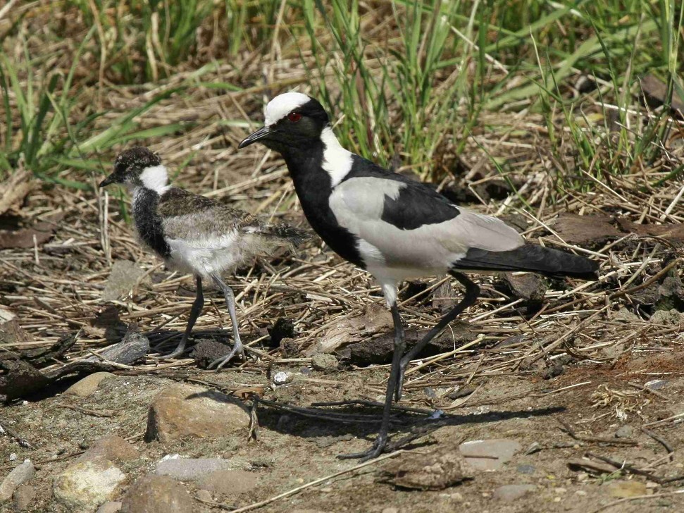 Blacksmith Lapwing - ML205809721