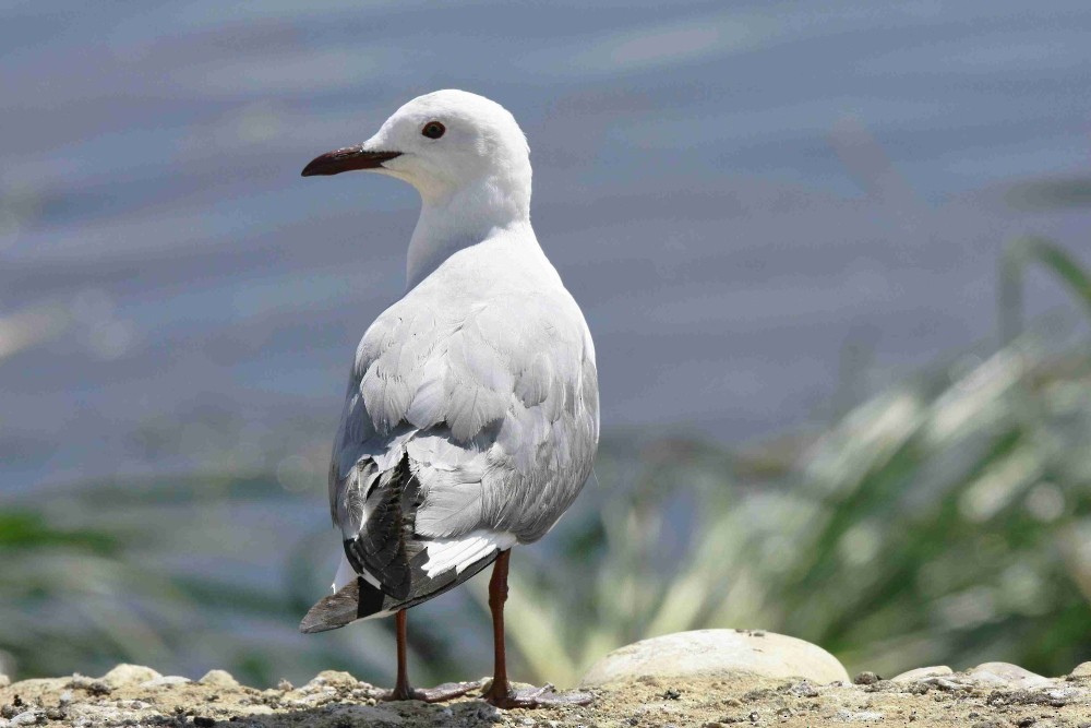 Hartlaub's Gull - ML205809761