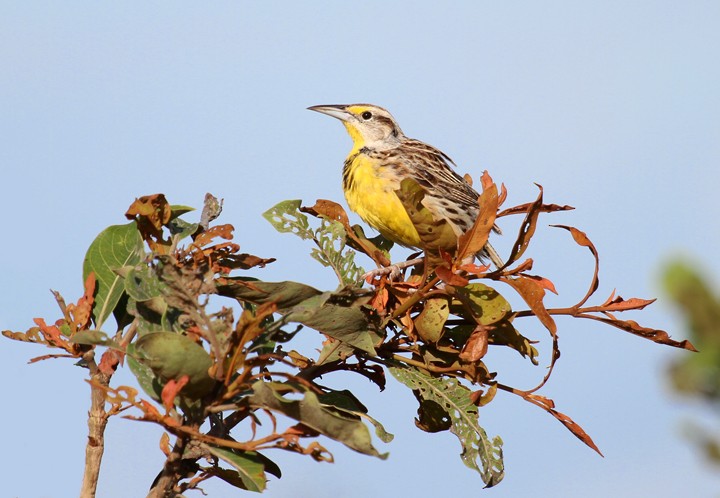 Eastern Meadowlark - ML205809791