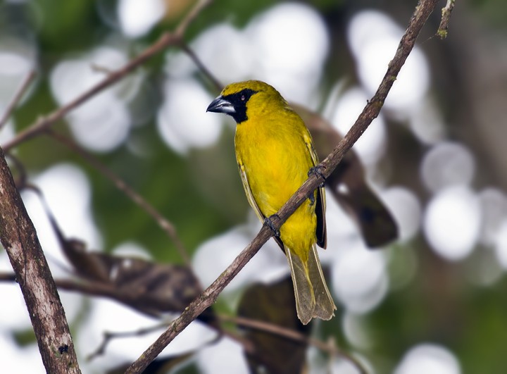 Yellow-green Grosbeak - ML205809871