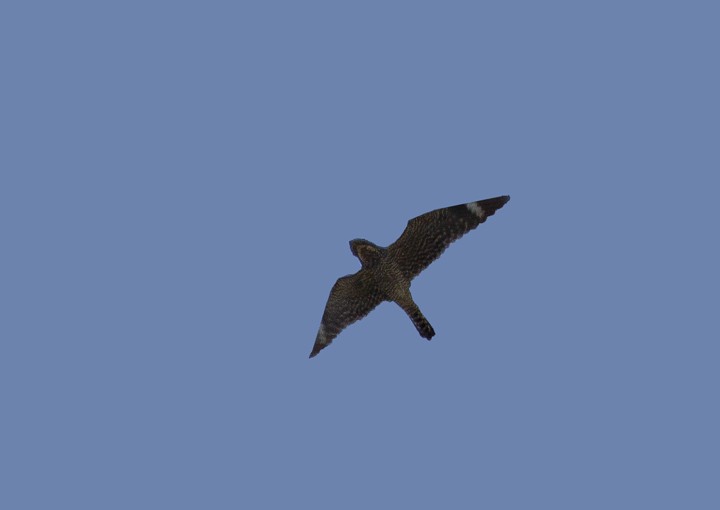 Texasnachtschwalbe - ML205809891