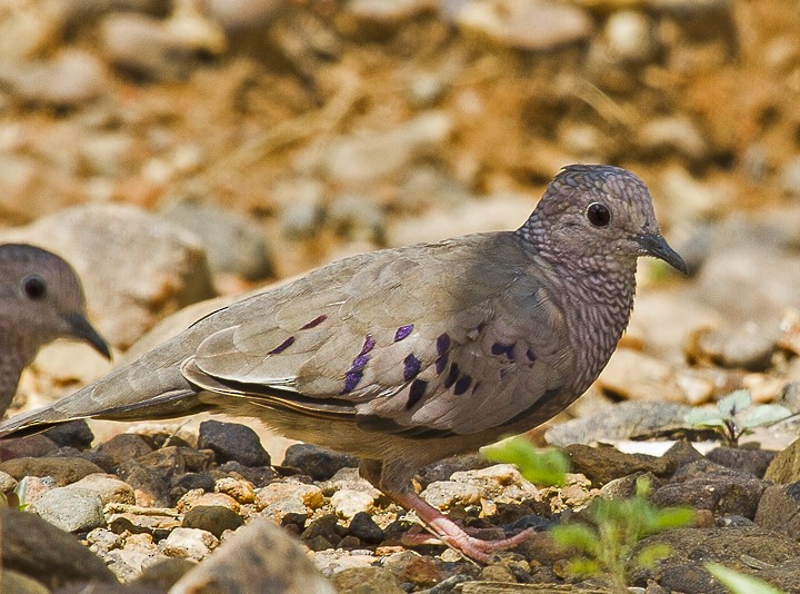 Common Ground Dove - ML205809931