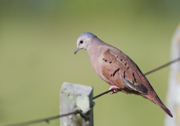 Ruddy Ground Dove - ML205809951