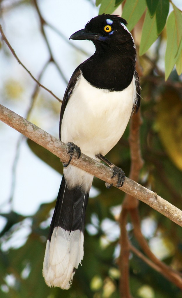 White-naped Jay - Bruno Salaroli