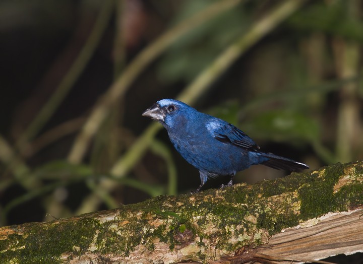 Amazonian Grosbeak - ML205810031