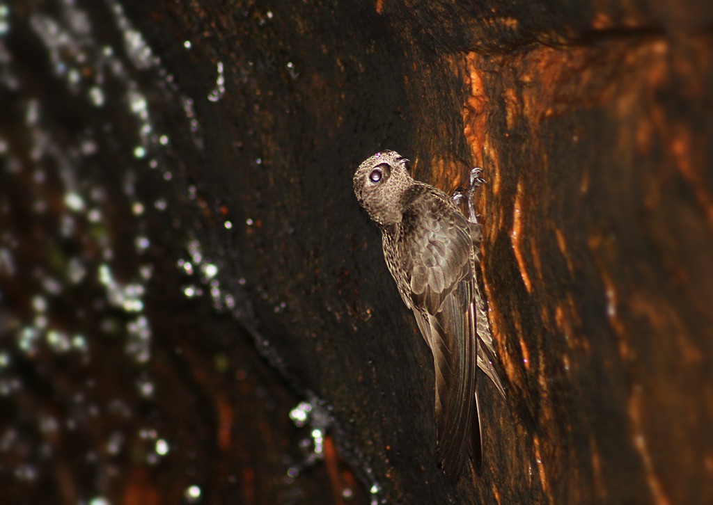 Great Dusky Swift - ML205810041